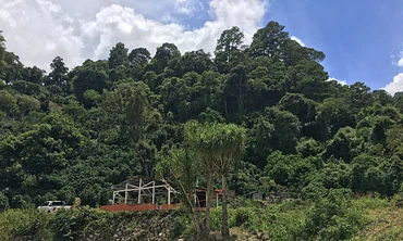 Classic: El Socorro Red Bourbon