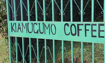 Kiamugumo AA