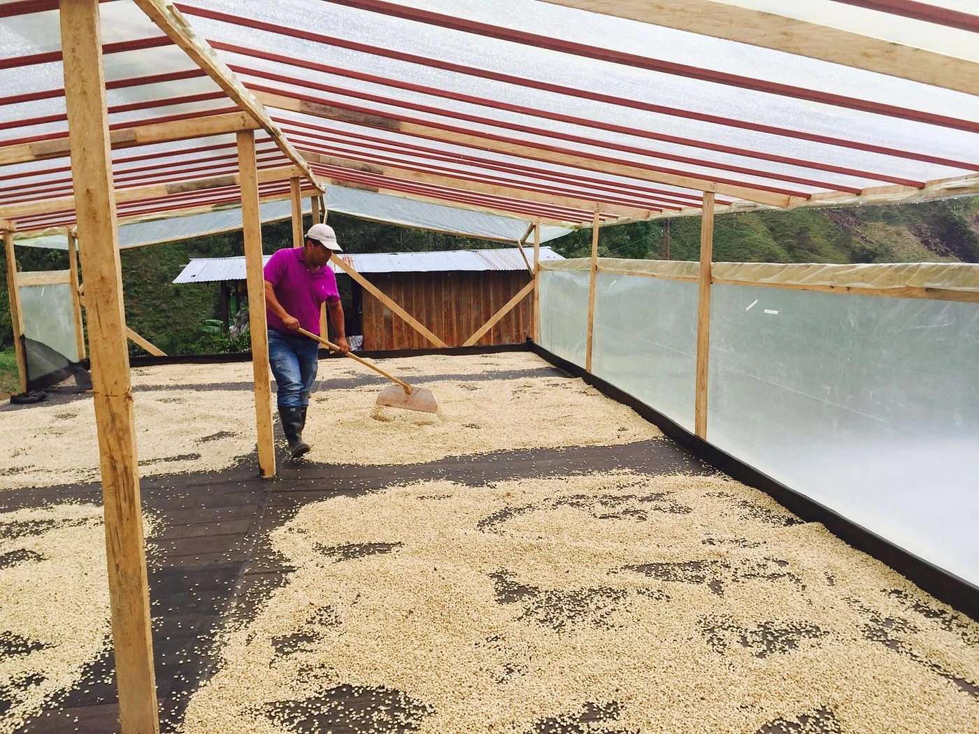 Purchase Planadas coffee with flavors of Tasting Notes: Yellow Plum, Grape, Apple