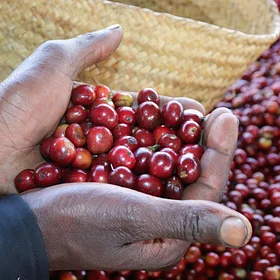 Purchase Kiamugumo AA coffee with flavors of Meyer Lemon, Cranberry, Cherry