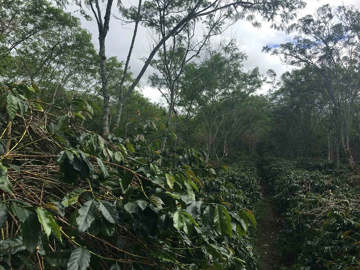Purchase Tano Batak coffee with flavors of Fruit, Bell Pepper, High Acidity, Earthy