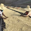Purchase Banko Taratu coffee with flavors of White Peach, Honey, Kiwi
