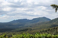 Tasting Series: Lasso Geisha