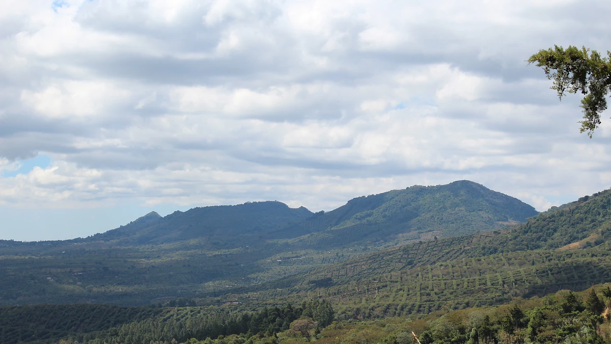 Tasting Series: Lasso Geisha