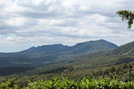 Tasting Series: Lasso Geisha