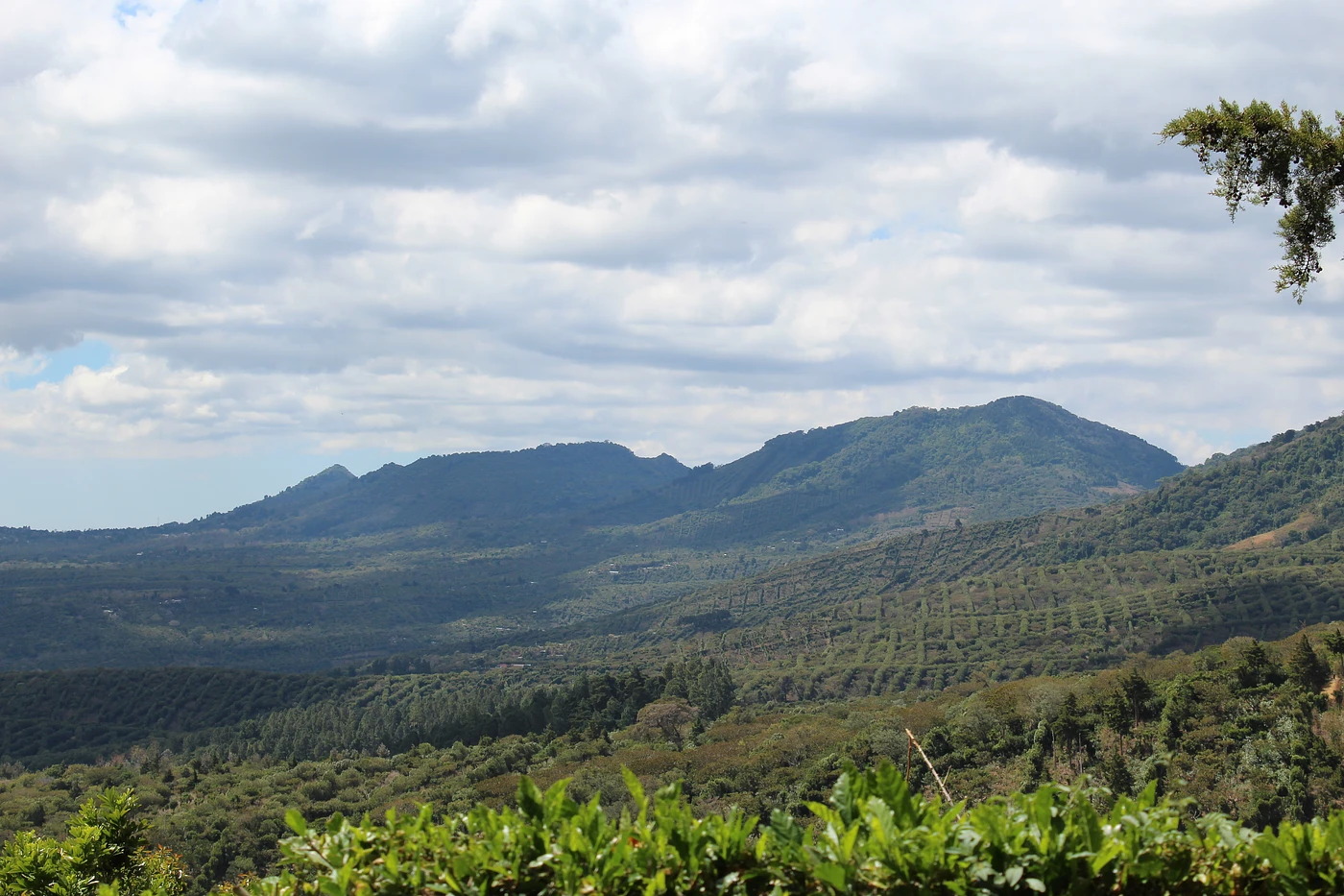 Purchase Classic: Lasso Geisha coffee with flavors of Honeycomb, Orange Peel, Candied Lemon