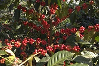 Tasting Series: Bangi Gesha