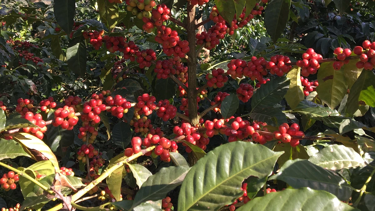 Tasting Series: Bangi Gesha