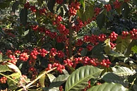 Tasting Series: Bangi Gesha