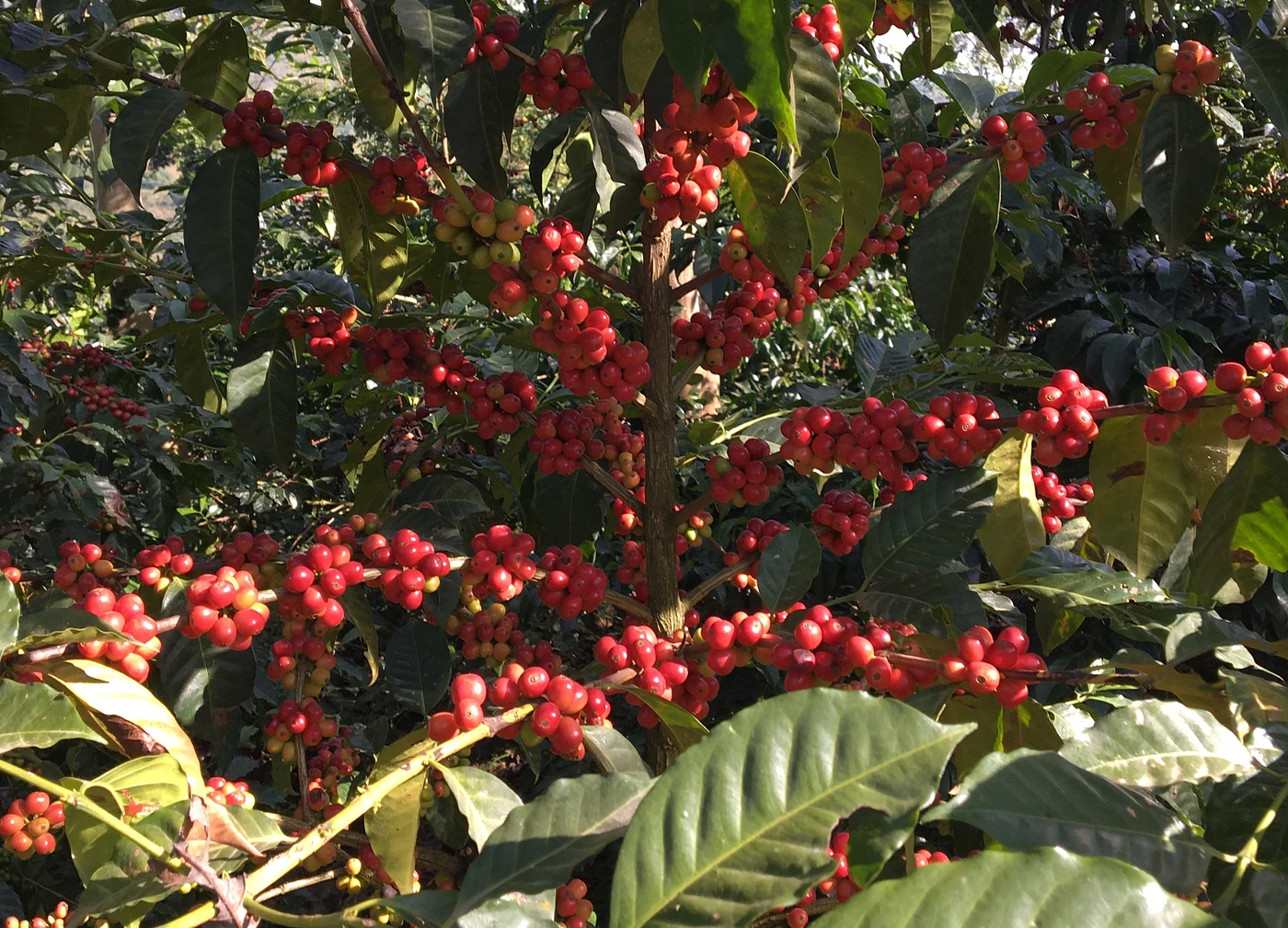 Purchase Mystery Batch #1 coffee with flavors of Delicious, Mysterious, Special Coffee