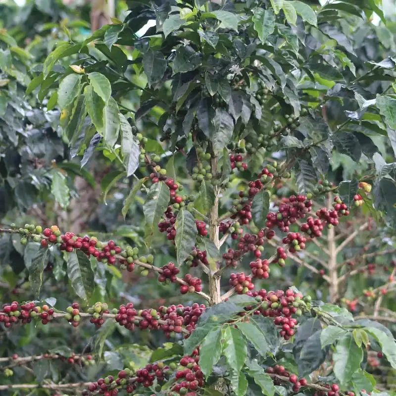 Ripe red coffee cherries on a coffee plant in Colombia