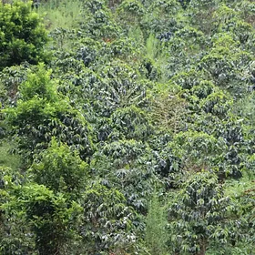 Coffee trees growing on a hillside in Colombia