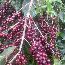 Purchase Banko Taratu coffee with flavors of White Peach, Honey, Kiwi