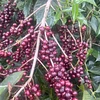 Purchase Banko Taratu coffee with flavors of White Peach, Honey, Kiwi