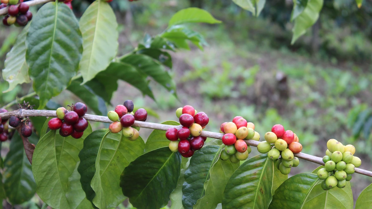 Purchase Classic: El Morro coffee with flavors of Berry, Dried Fruit, Caramel