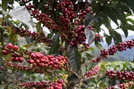 Classic: Mujeres Tolima