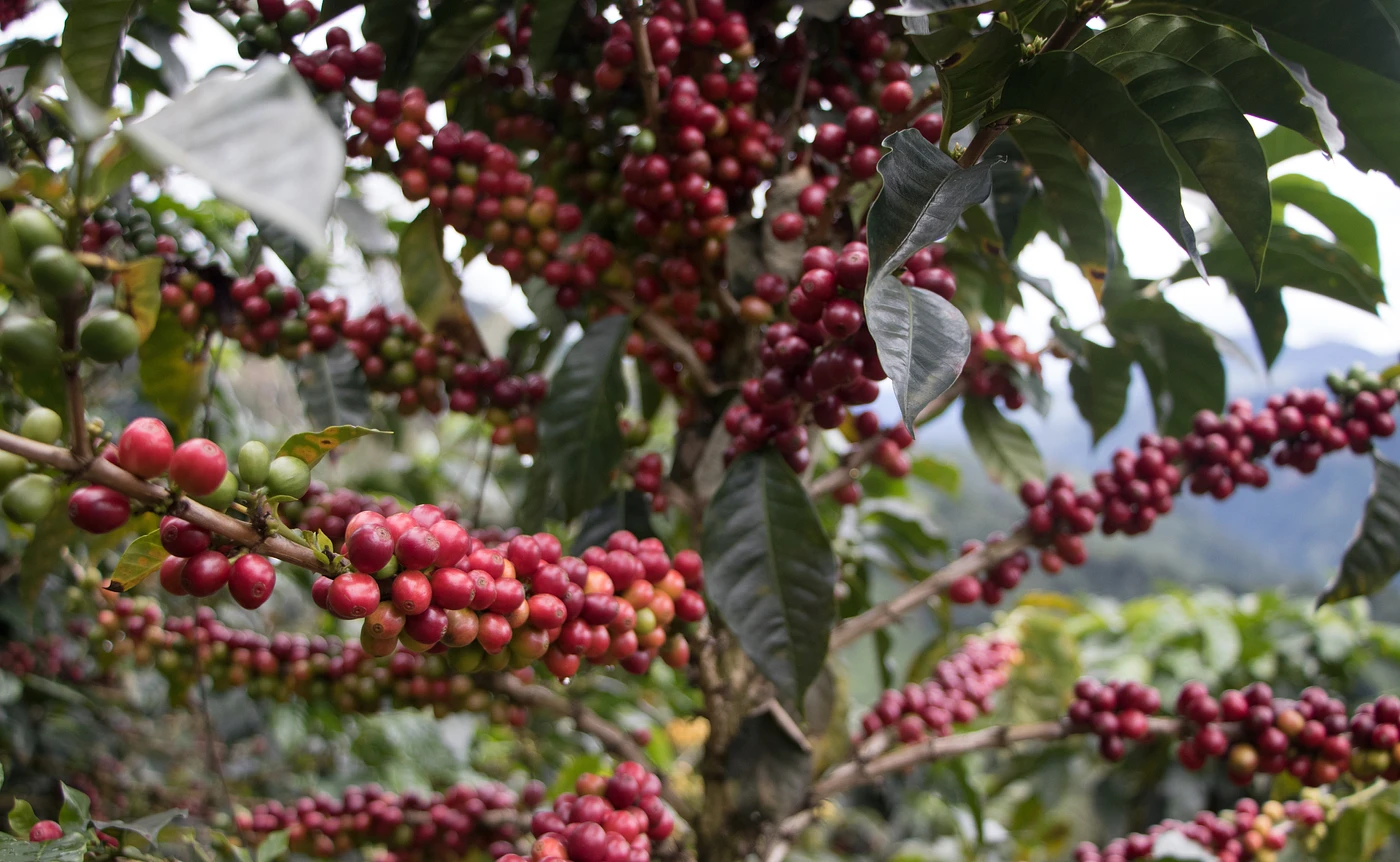Purchase Classic: Mujeres Tolima coffee with flavors of Stonefruit, Floral, Syrup