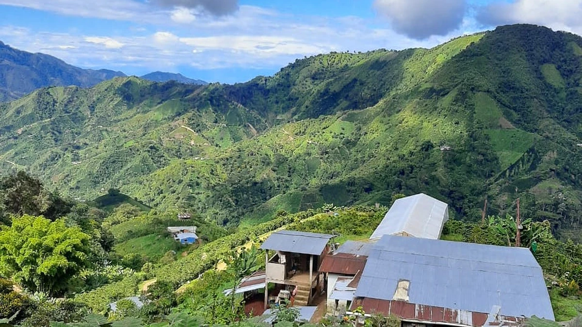 TS: Ninco Pink Bourbon