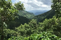 El Socorro Pacamara