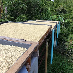 Purchase Chiroso Carmen coffee with flavors of Chocolate, Caramel, Blackberry