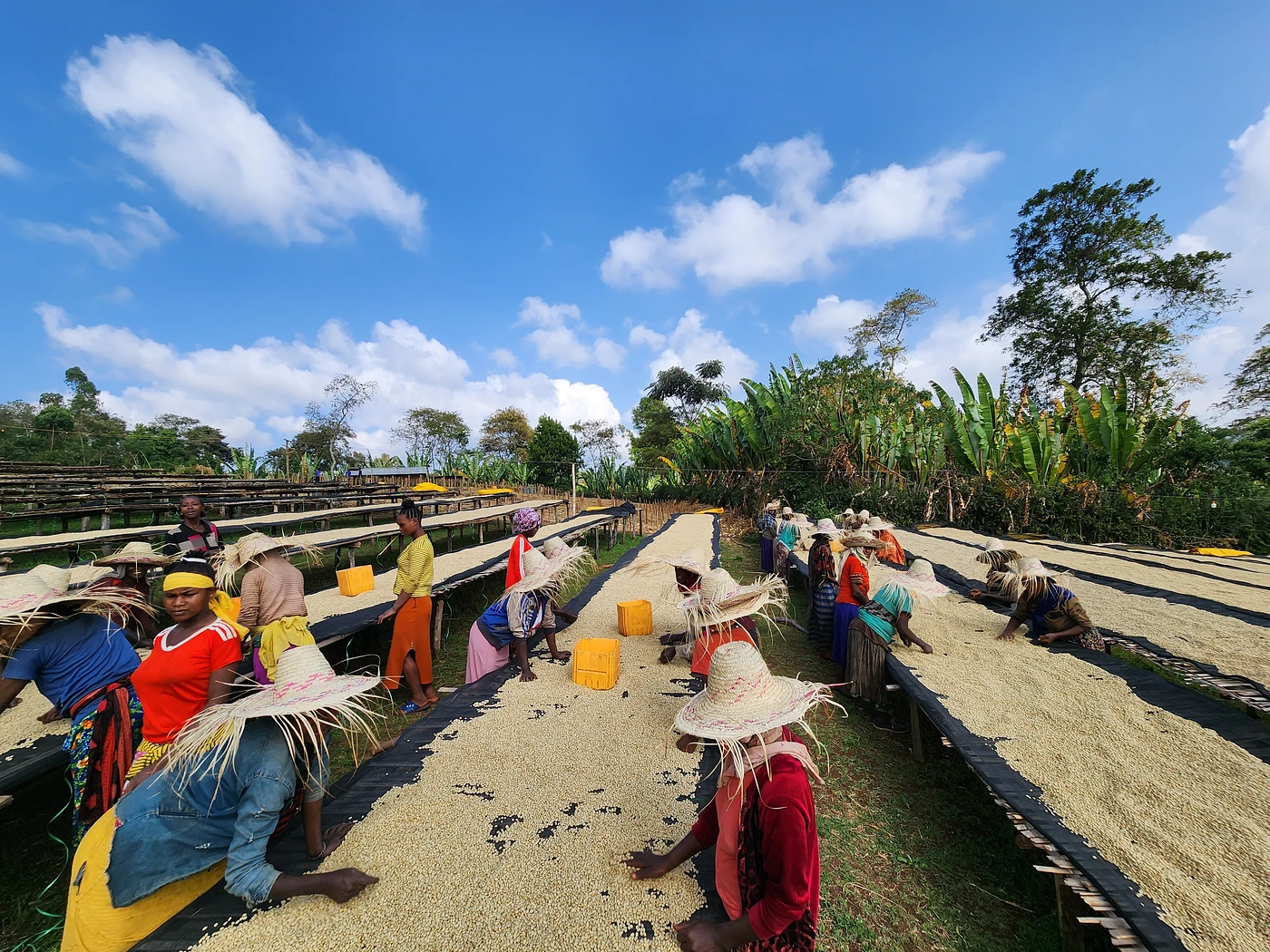 Purchase Banko Taratu coffee with flavors of White Peach, Honey, Kiwi