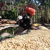 Purchase Banko Taratu coffee with flavors of White Peach, Honey, Kiwi