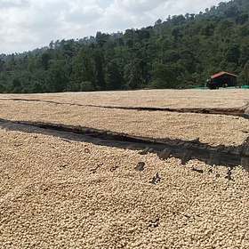 Purchase Banko Taratu coffee with flavors of White Peach, Honey, Kiwi