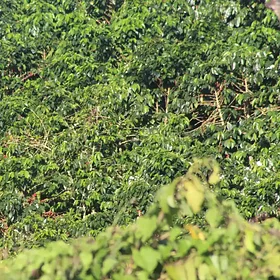 Coffee trees growing on a Colombian farm
