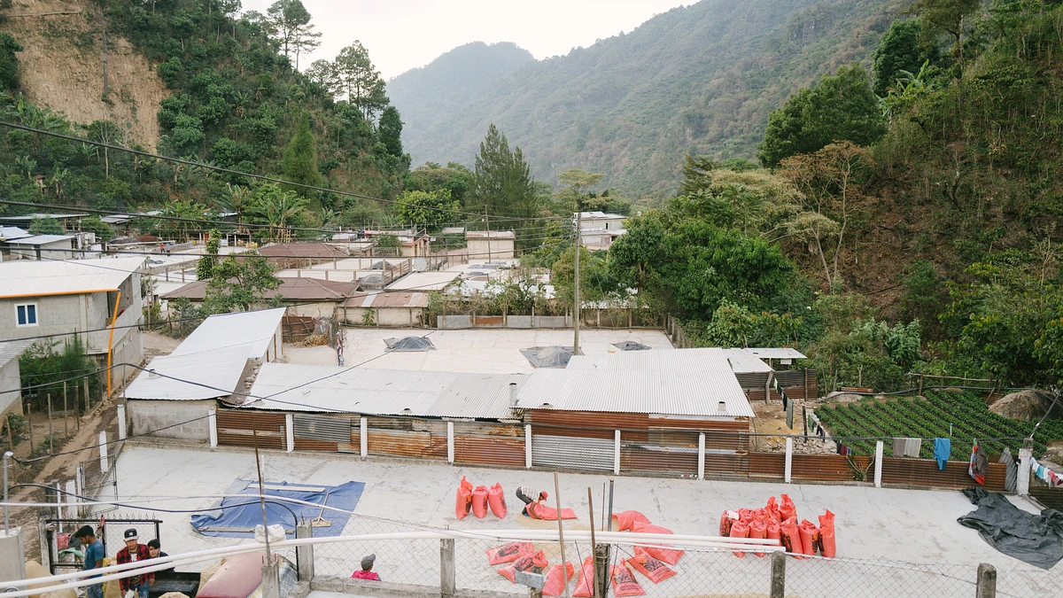 Classic: Hoja Blanca