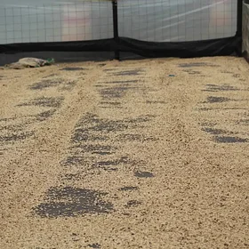 Coffee drying on raised beds in Colombia