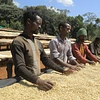 Purchase Banko Taratu coffee with flavors of White Peach, Honey, Kiwi