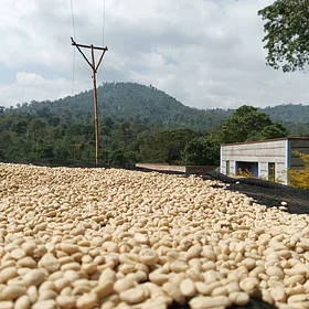 Purchase Banko Taratu coffee with flavors of White Peach, Honey, Kiwi