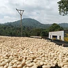 Purchase Banko Taratu coffee with flavors of White Peach, Honey, Kiwi