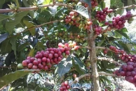 Classic: Frinsa Estate Super