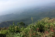 Tasting Series: Dimma Gesha