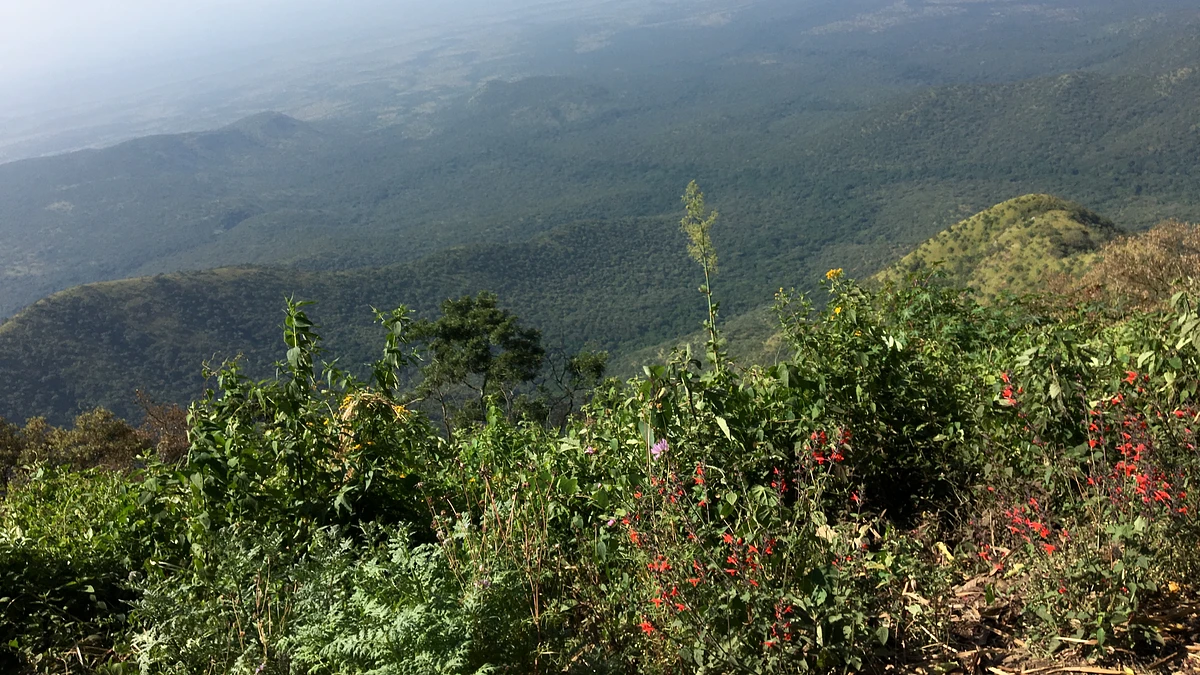 Tasting Series: Dimma Gesha