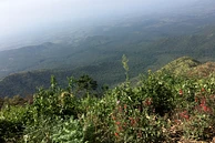 Tasting Series: Dimma Gesha