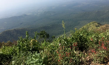 Tasting Series: Dimma Gesha