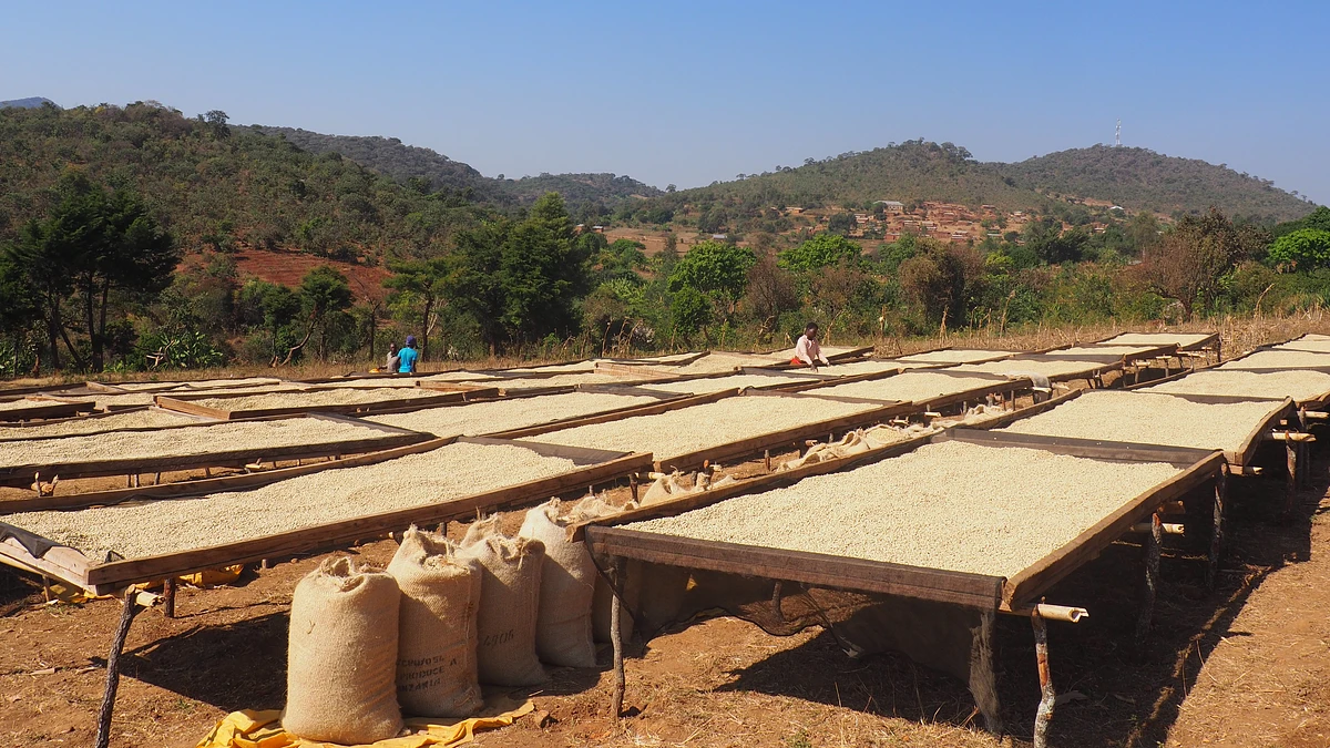 Lyula AA 2019 - Classic