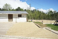 El Bosque