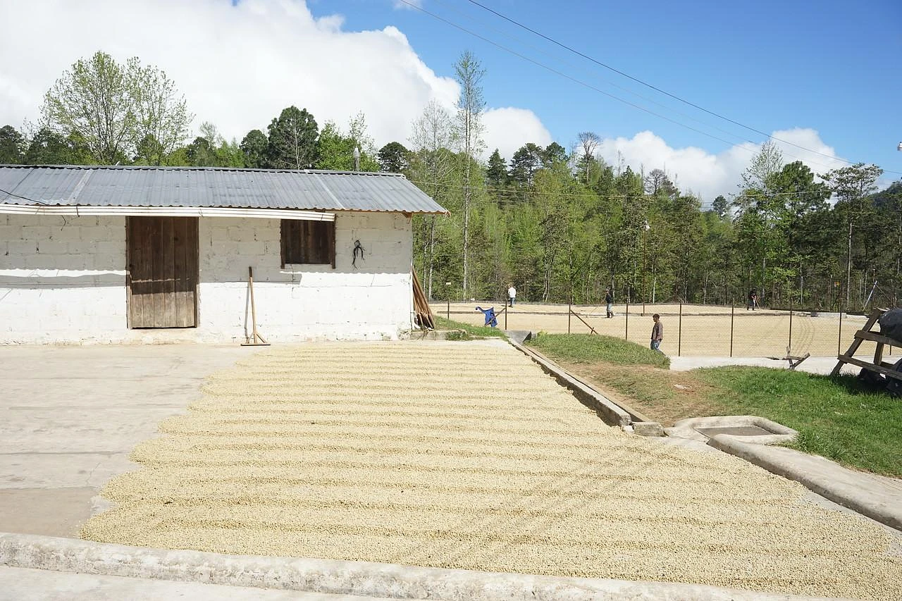 Purchase El Bosque coffee with flavors of Tasting Notes: Raisin, Prune, Funky