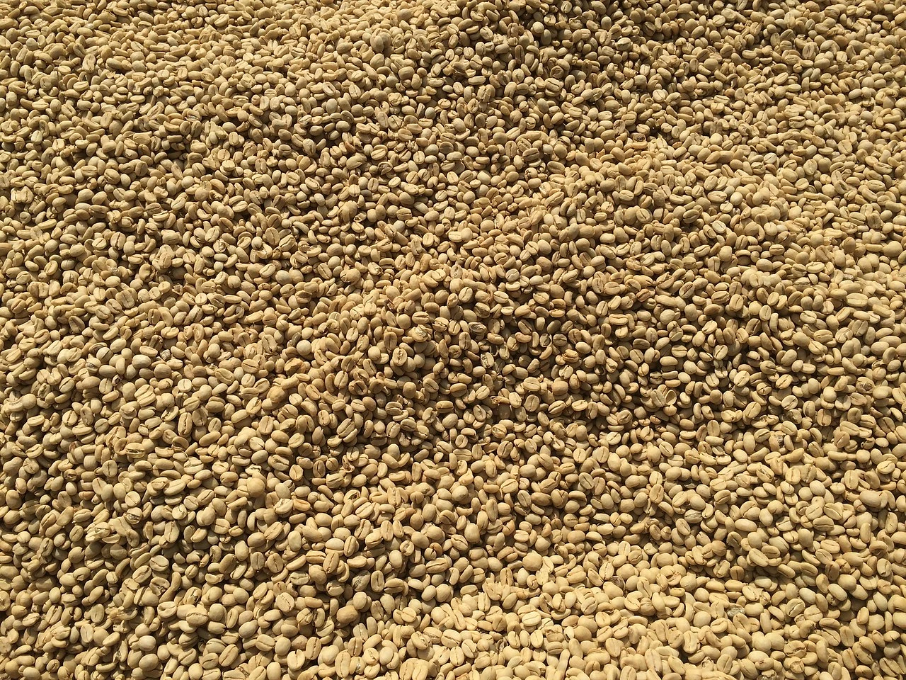 Purchase Konga Sede coffee with flavors of Tasting Notes: Floral, Lemongrass, Delicate