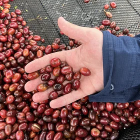 Purchase TS: Strawberry Fields coffee with flavors of Strawberry, Chocolate, Lemon