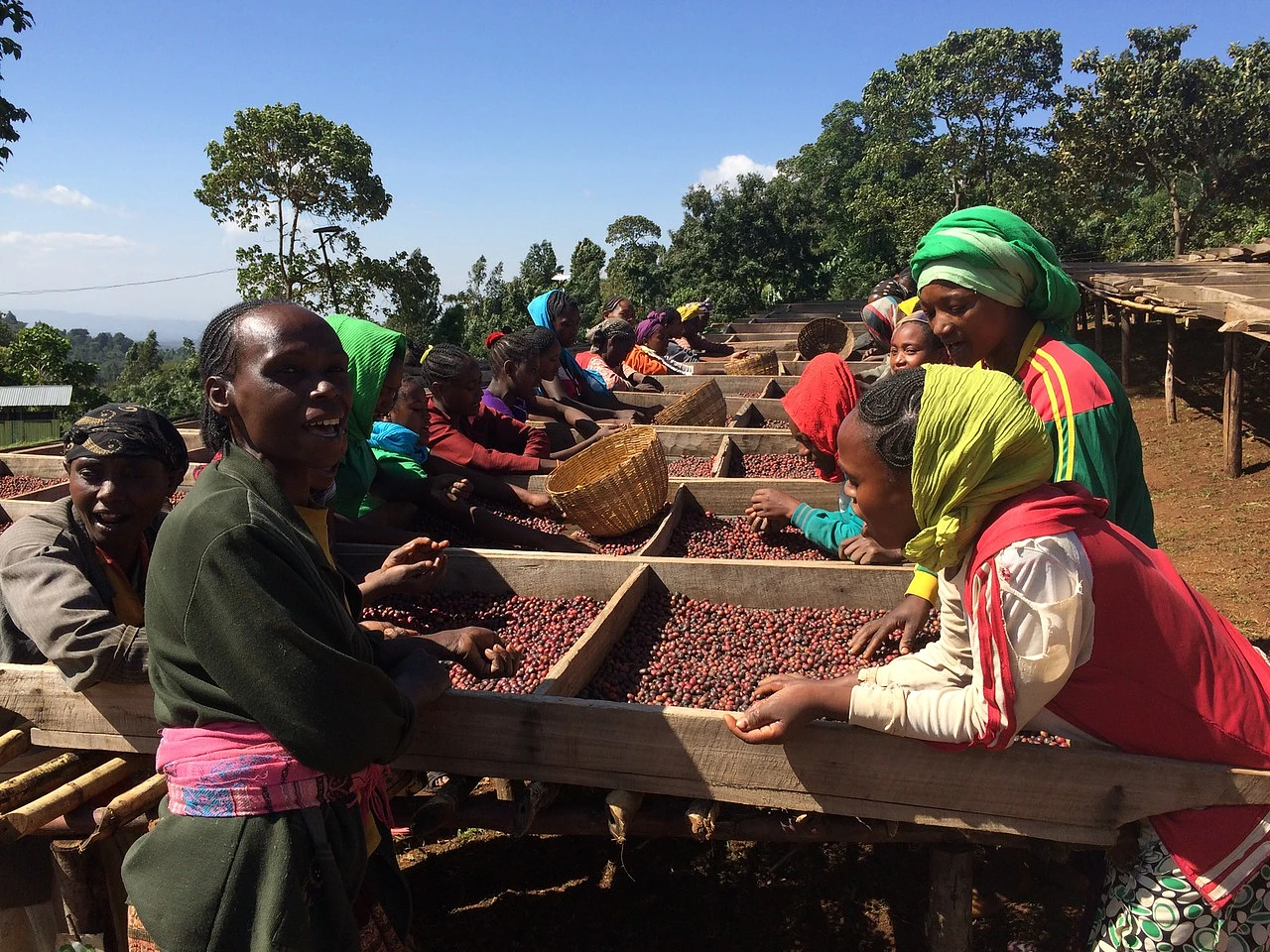 Purchase Bildimoo Lot 6 coffee with flavors of Bergamot, Lime, Grapefruit, Passionfruit