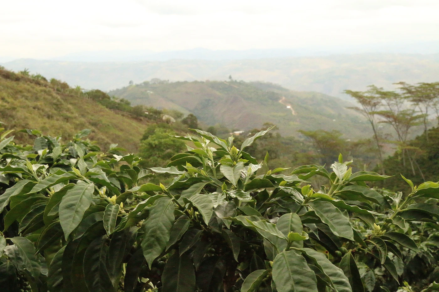 Purchase La Virgen De Oro coffee with flavors of Strawberry, Floral, Sweet Pepper, Molasses