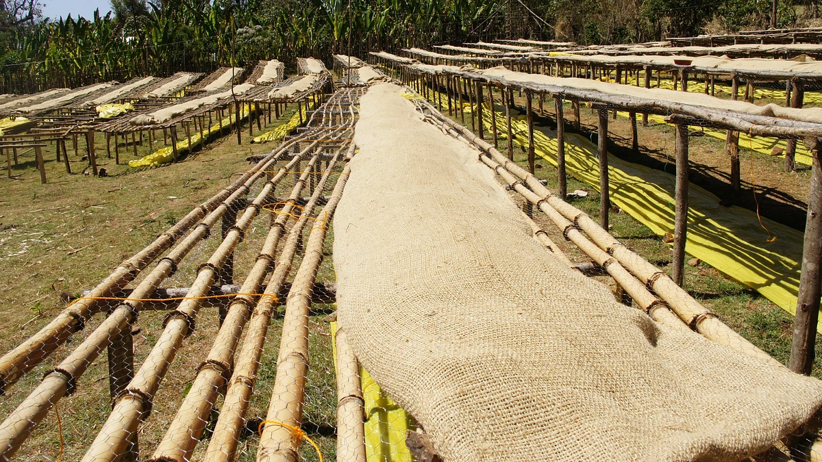 Purchase Bale Mountain coffee with flavors of Tasting Notes: Papaya, Strawberry, Citrus
