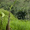 Purchase Natural Guamo coffee with flavors of Cherry, Blueberry, Cocoa, Tropical Fruit