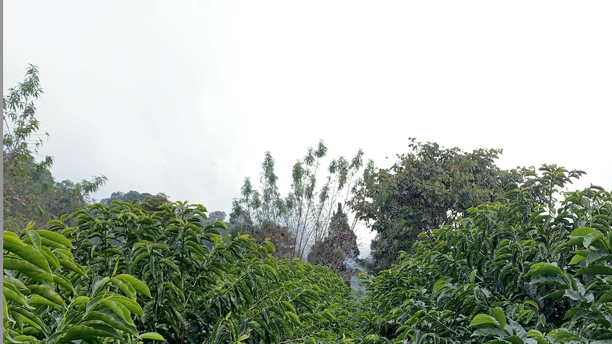 Purchase TS: La Montaña coffee with flavors of Blueberry, Tropical, Floral