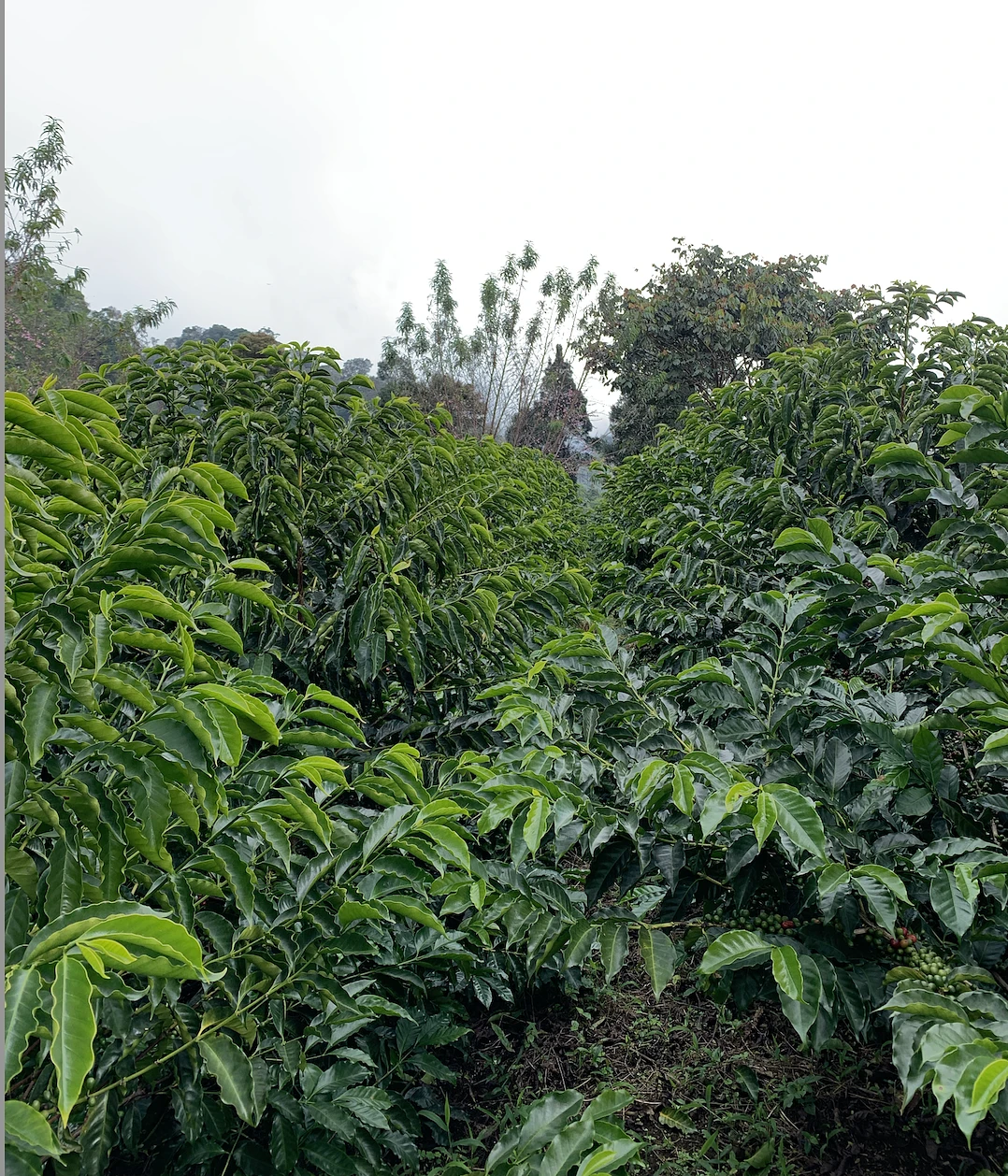 Purchase TS: La Montaña coffee with flavors of Blueberry, Tropical, Floral