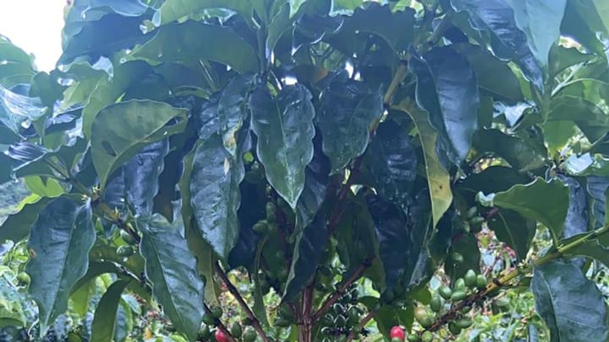 San Pedro Gesha